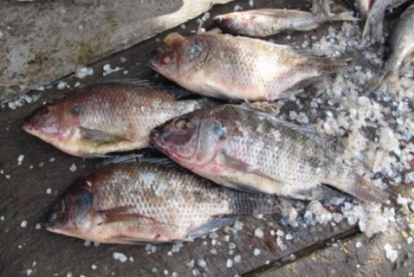 Journée du poisson : Pour une meilleure prise en compte des préoccupations de la filière