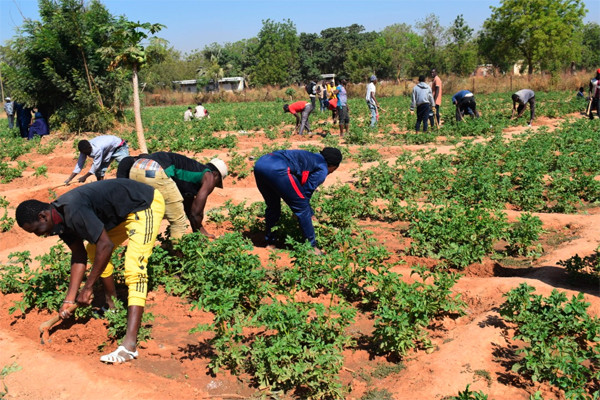 Agriculture : La SAA révolutionne les pratiques à Guessébougou