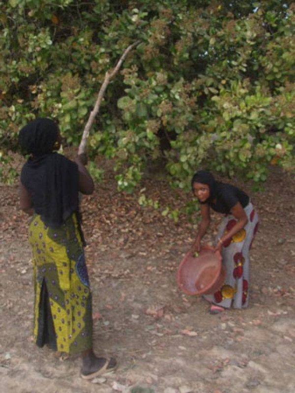 Noix de cajou : Une pépite pour les femmes de Madina Kouroulamini