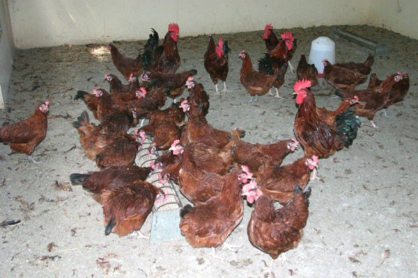 Production avicole : Les dangers de l’utilisation des produits chimiques