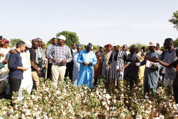 Développement agricole : La société Diazon-Sa produit 4,8 tonnes de coton à l’hectare